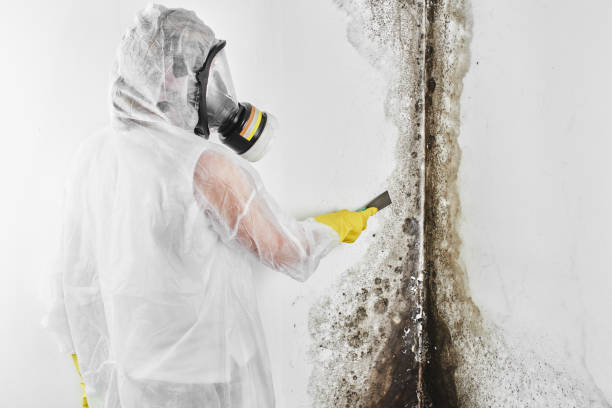 Best DIY Mold Remediation Support Services in Olcott, NY
