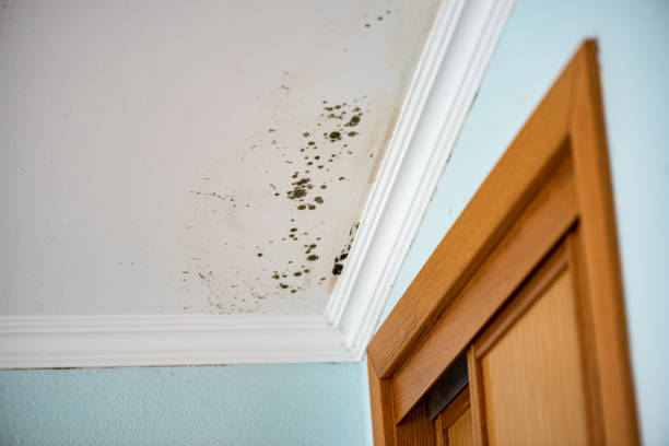 Best Commercial Mold Remediation in Olcott, NY