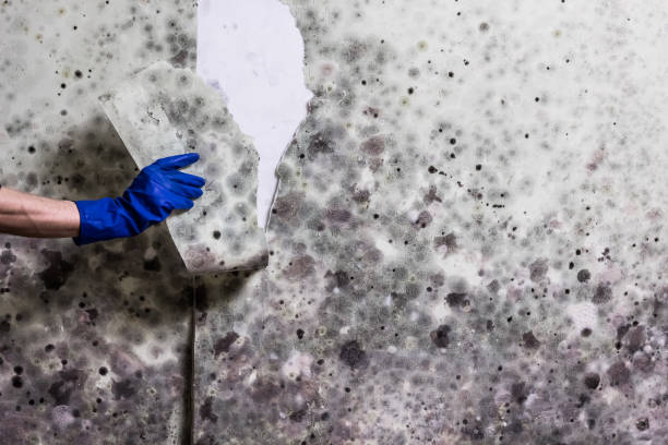 Best Emergency Mold Remediation in Olcott, NY